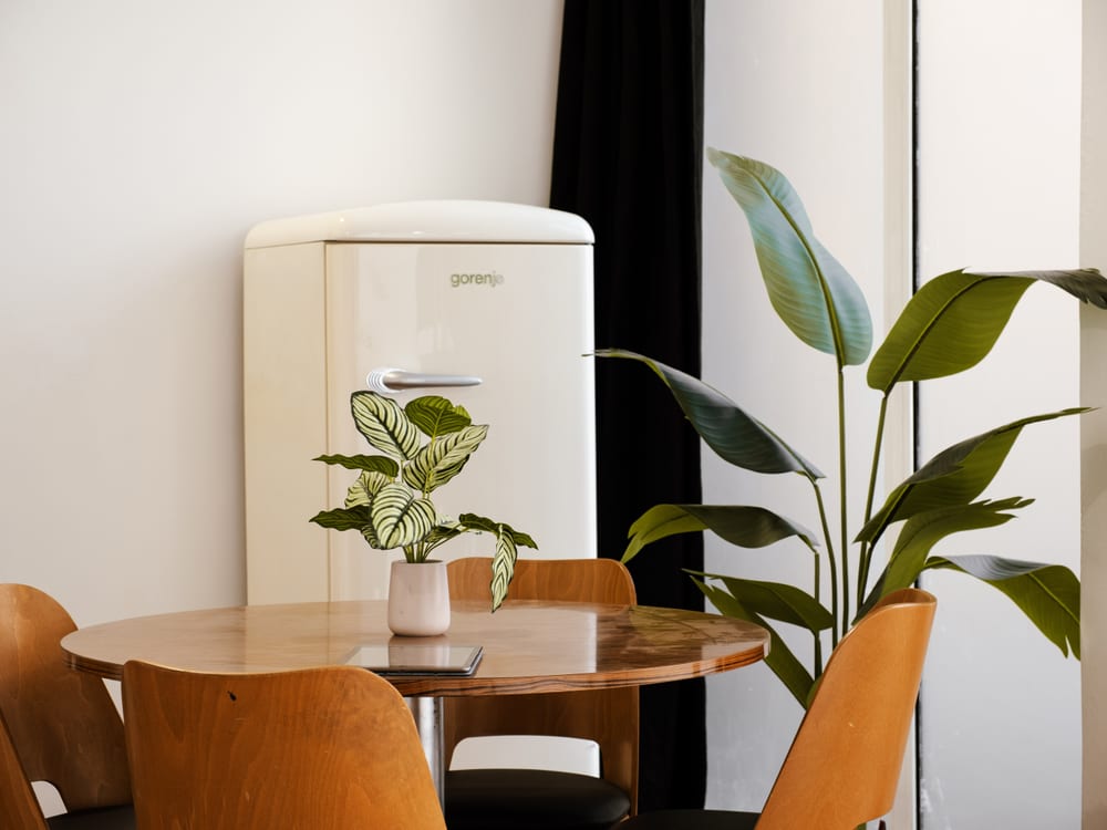 Coin détente du studio ÉDITO — réfrigérateur rétro et plantes